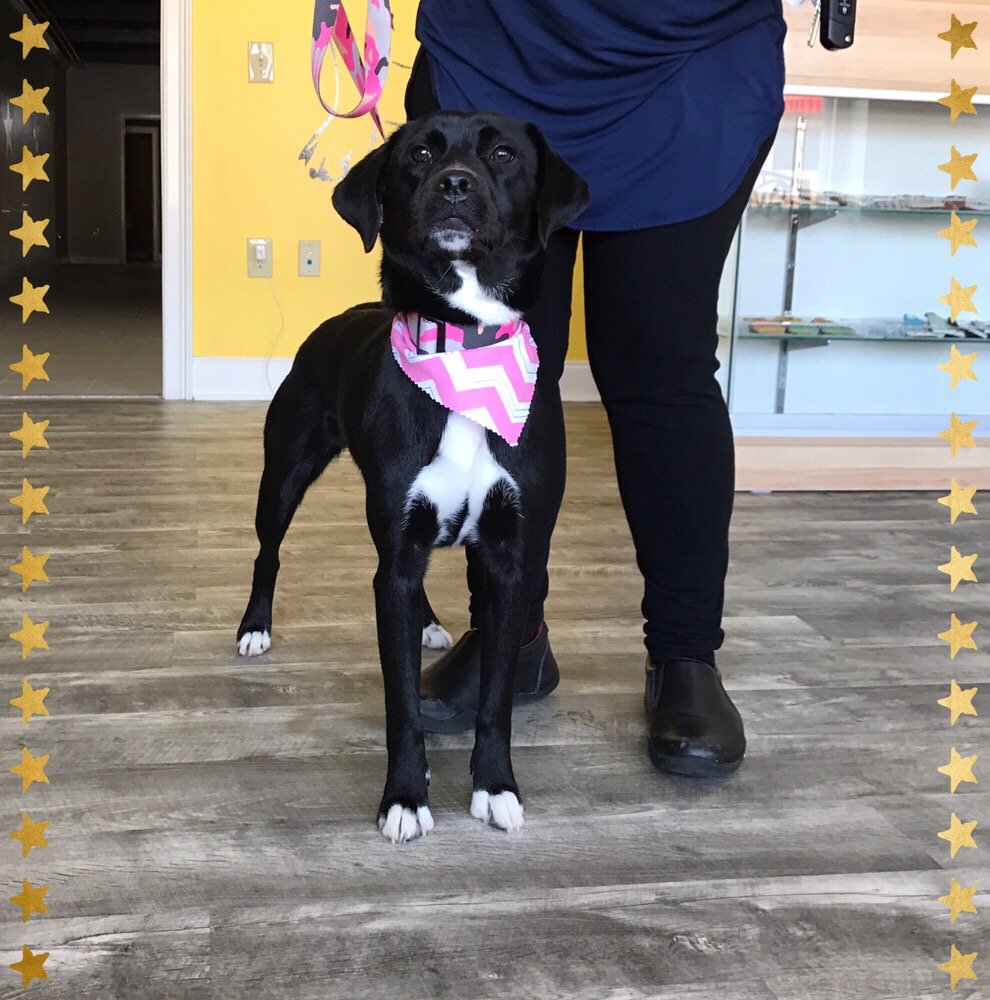 Rockstar Paws Pet Grooming & Boarding 202 Photos Pet Sitting 1334