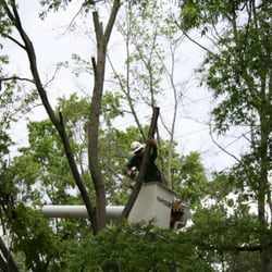 Lakeway Tree Service - Morristown, TN, United States Tree Service Morristown Tree Service Morristown Lakeway Tree Service - Morristown, TN, United States