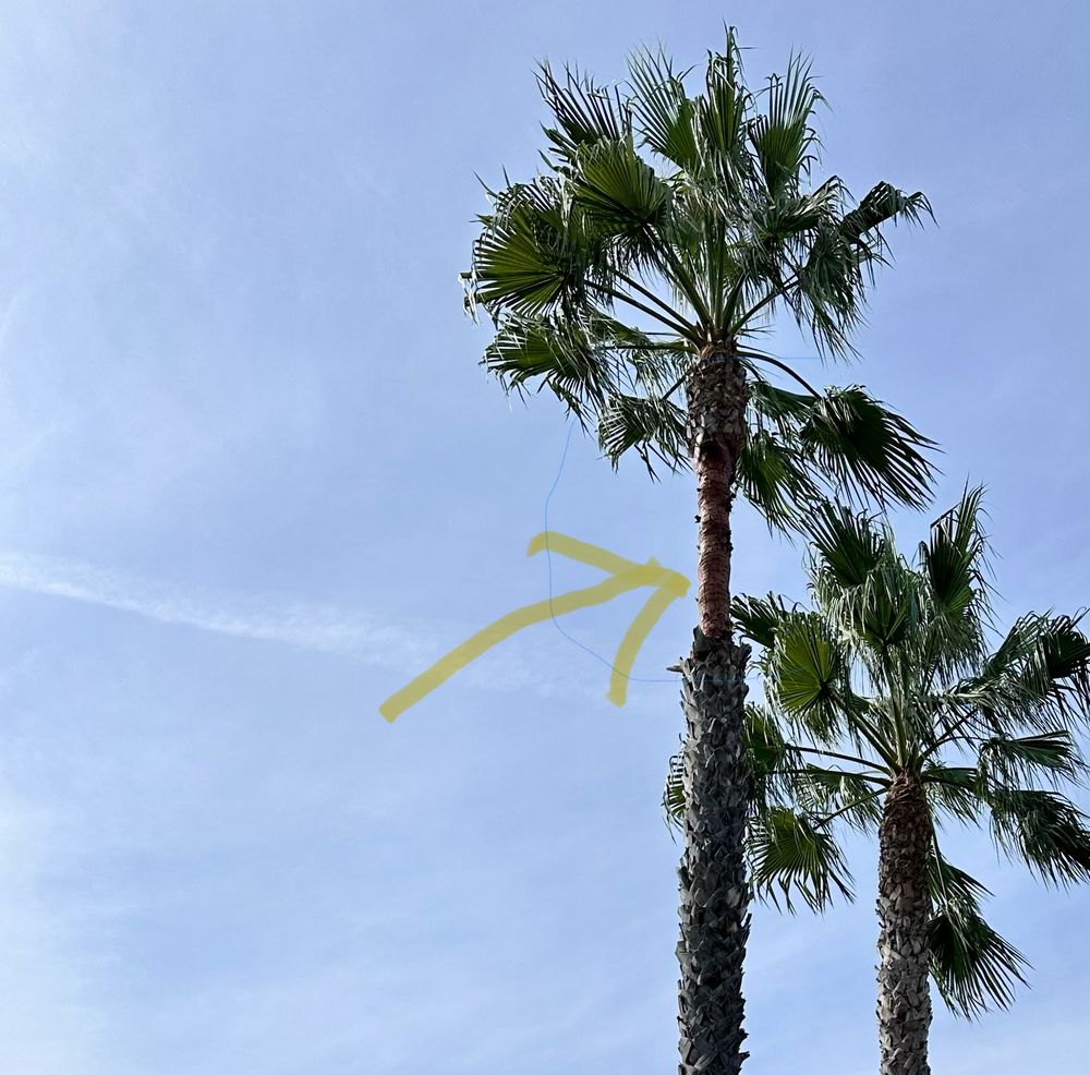 Castaneda's Tree Trimming
