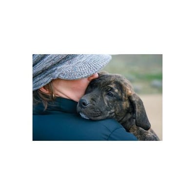 Pet shops in shepparton