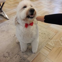 mobile dog groomer long island mobile dog groomer long island