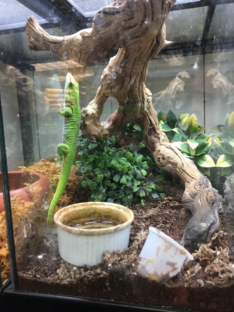 Reptile Island - 27 Photos & 32 Reviews - Pet Stores - 3960 Prospect