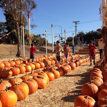 Pinery Christmas Trees 25 Photos 26 Reviews Photo Of Pinery Christmas Trees Bonita Ca United States Picking Pumpkins