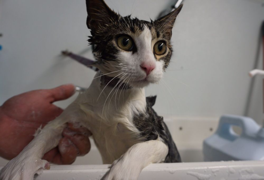 Styleash Paws Mobile Pet Grooming