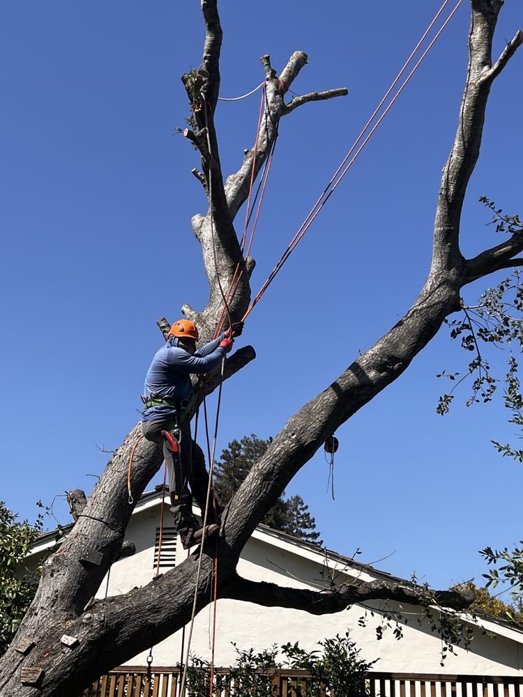 Hernandez Tree and Garden Service