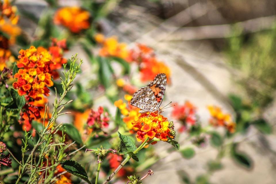 Cabazon Dinosaurs 1203 Photos & 284 Reviews Museums 50700