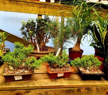 Payless Hardware Rockery Nursery 2927 S King Rd San Jose Payless Hardware Rockery Nursery 2927 S King Rd San Jose