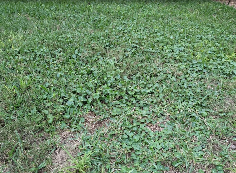 Pioneer Pest Services