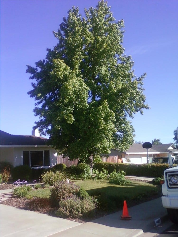 Heres a before picture for a liquid amber tree, also known