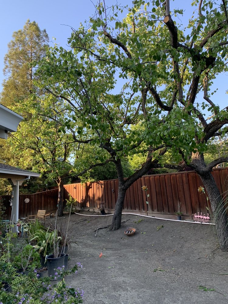 Arborland Tree Service