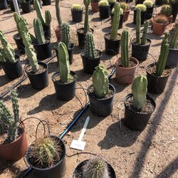 Phoenix Desert Nursery 12 Photos Nurseries Gardening 3525 E Photo Of Phoenix Desert Nursery Az United States 1 Gallon Cacti