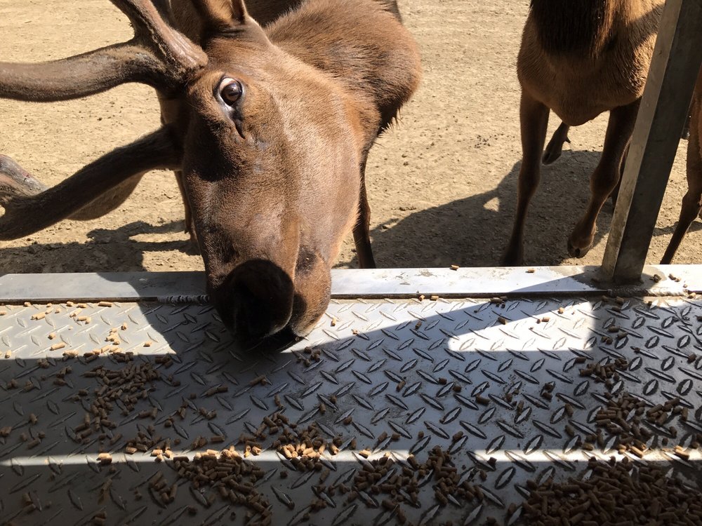 Wagon Trails Animal Park 23 Photos & 14 Reviews Petting Zoos 907
