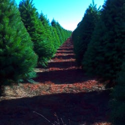 christmas tree house christmas trees torrance christmas tree house christmas trees torrance