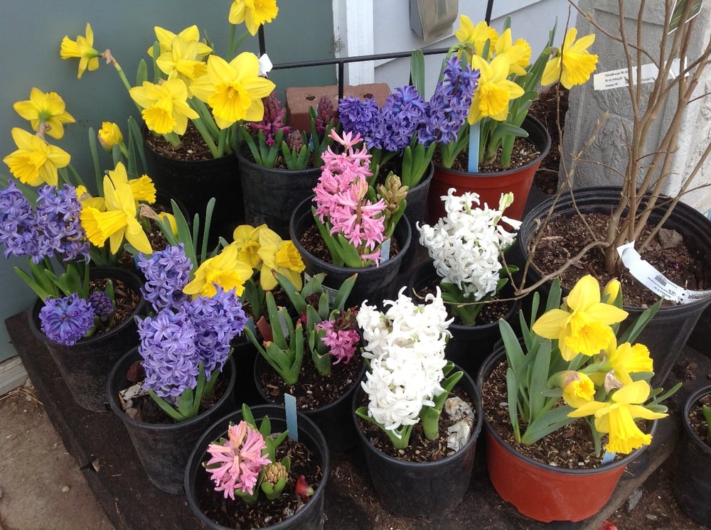 Hartke Nursery 92 Photos Nurseries & Gardening 1030 N Warson Rd