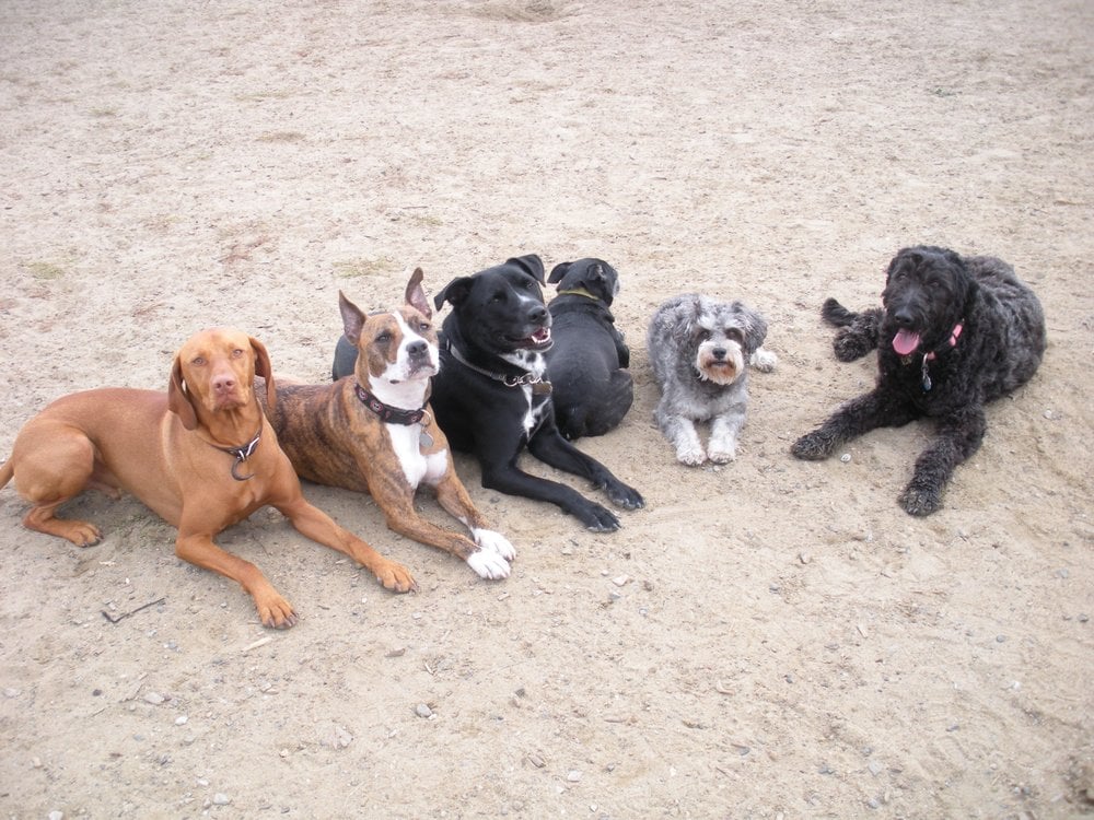 DoggyStyle 10 Photos & 15 Reviews Dog Walkers North Oakland