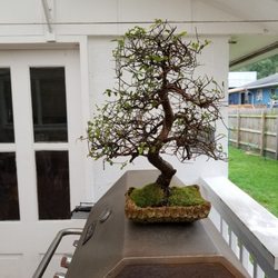 Miami Tropical Bonsai 37 Photos 19 Reviews Nurseries Miami Tropical Bonsai 37 Photos 19 Reviews Nurseries Gardening 14775 Sw 232nd St Fl Phone Number Last Updated December 12 2018 Yelp