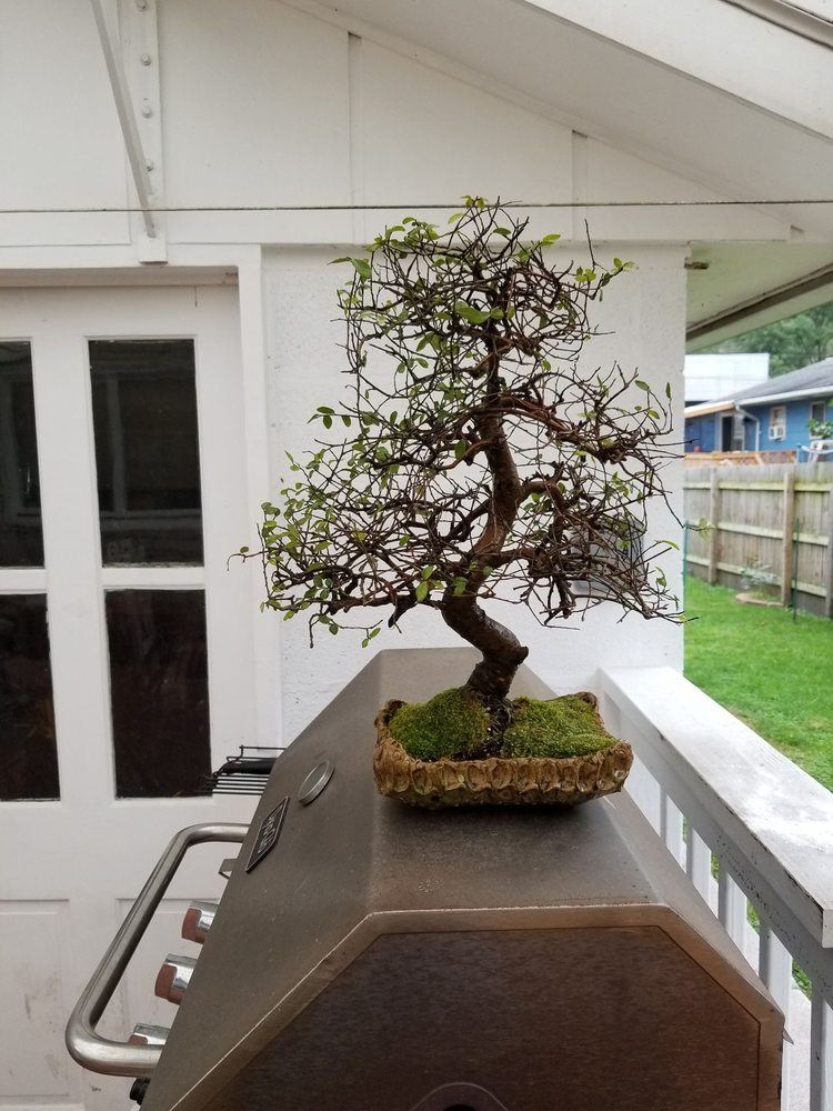 Miami Tropical Bonsai 39 Photos & 19 Reviews Nurseries & Gardening