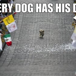 Every Dog Has Its Day Orlando Every Dog Has Its Day Orlando