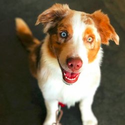 australian shepherd for sale los angeles seven moons australian shepherds pet stores 14335 la rinconada australian shepherd for sale los angeles seven moons australian shepherds pet stores 14335 la rinconada