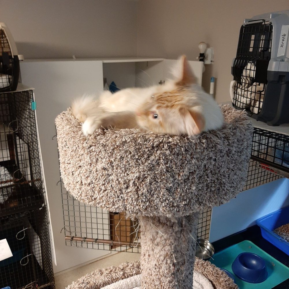 Purrfect Cat Boarding