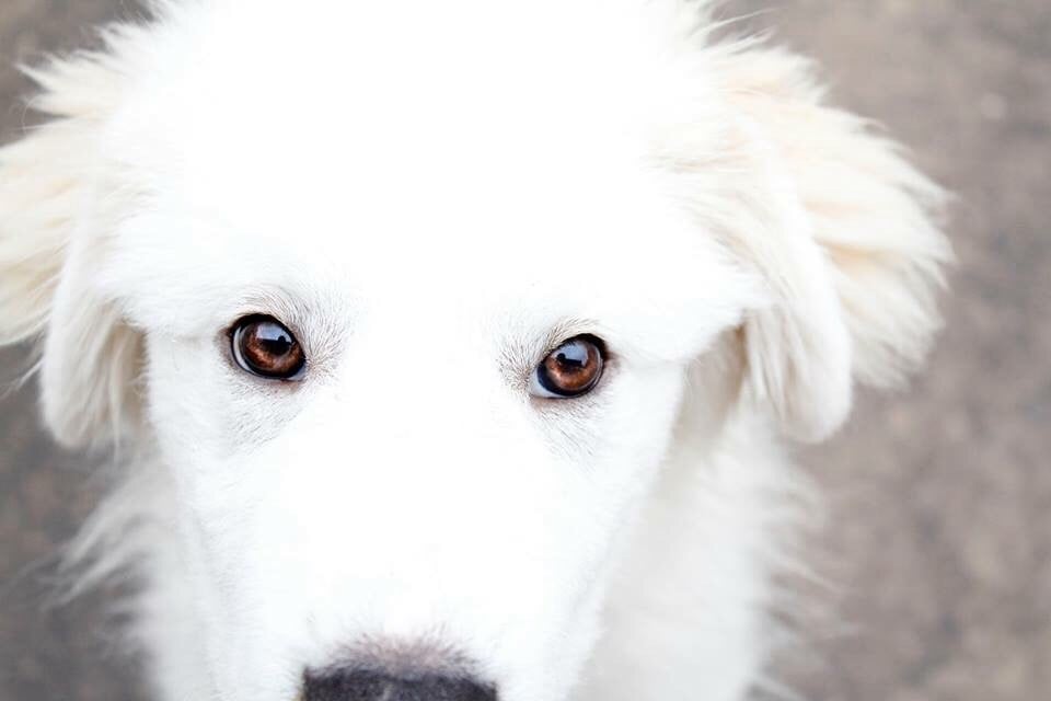 Austin Dog Rescue 14 Reviews Animal Shelters Downtown, Austin, TX