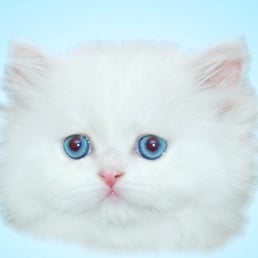 In Fort For Sale Florida Kittens Wayne In Fort For Sale Florida Kittens Wayne