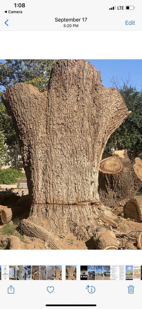 Texas Green Tree Services