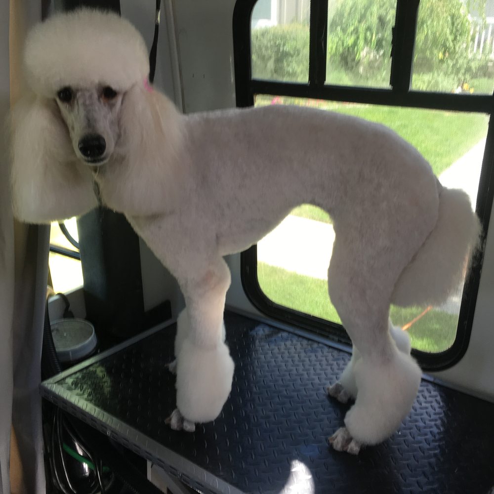 Makeover Rover Pet Groomers Salt Lake City, UT Phone Number