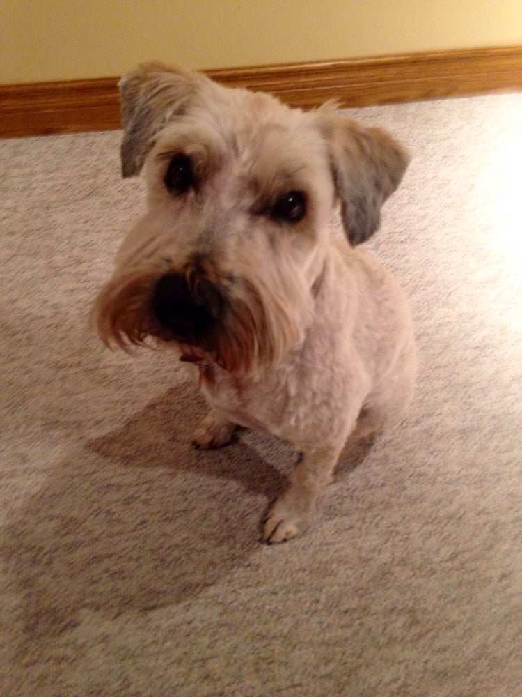 Catty Canines Inc 10 Photos & 10 Reviews Pet Groomers 7338 82