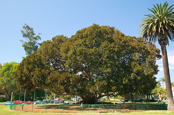 Photo of Moreton Bay Fig Tree - San Diego, CA, United States. that's my bench!