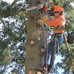 Pro Cut Tree Service Services Lake Stevens Wa Phone Photo Of Pro Cut Tree Service Lake Stevens Wa United States