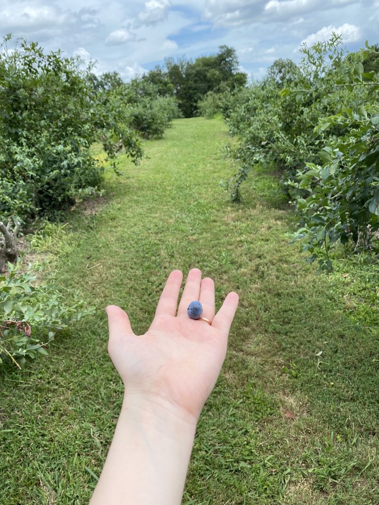 Sprinkle's Blueberry Farm
