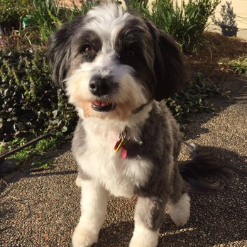 Best Dog Groomer In Baton Rouge Best Dog Groomer In Baton Rouge