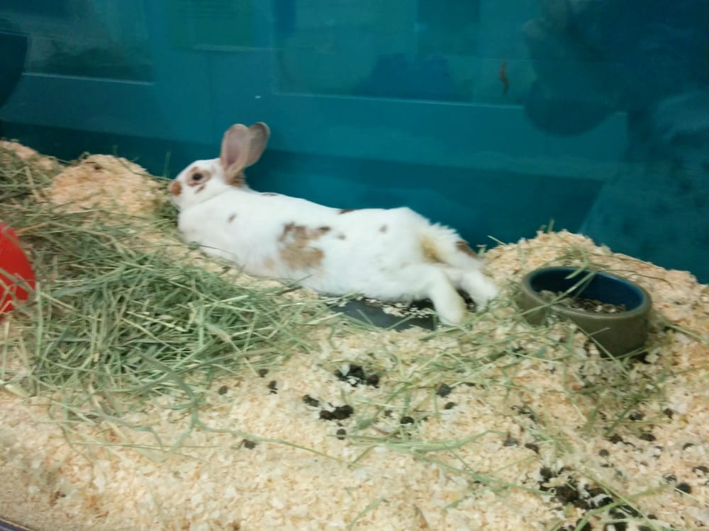 Animal Jungle Closed 15 Photos 16 Reviews Pet S 4318 Animal Jungle Closed 15 Photos 16 Reviews Pet S 4318 Holland Rd Virginia Beach Va Phone Number Last Updated December 2018 Yelp