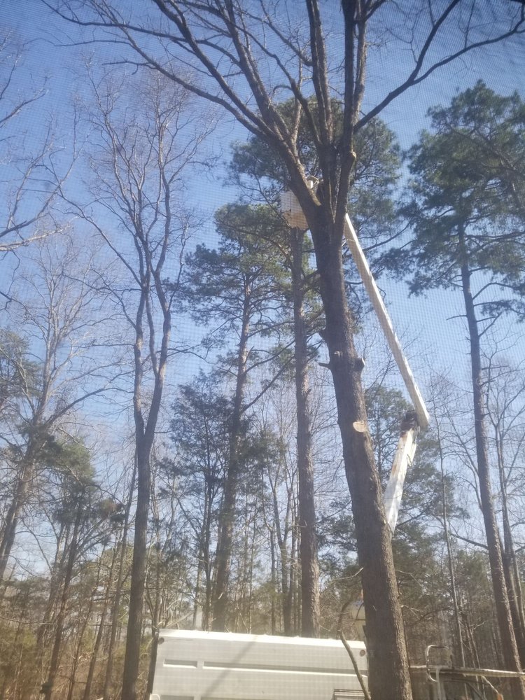 Reddick Tree Service