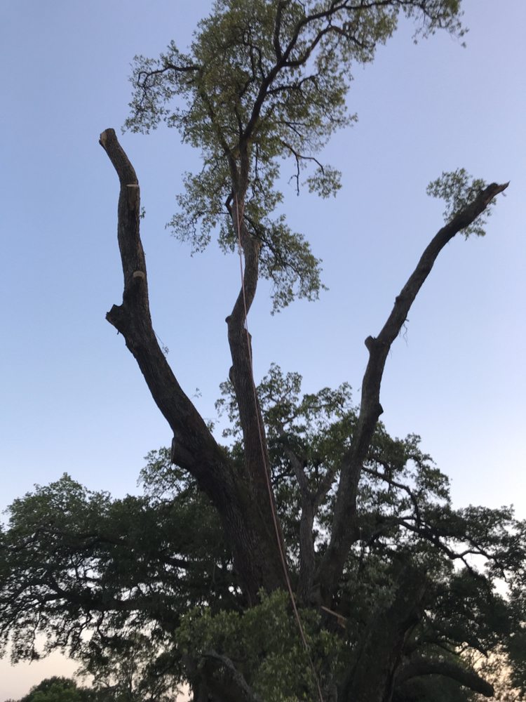 Landyn Tree's