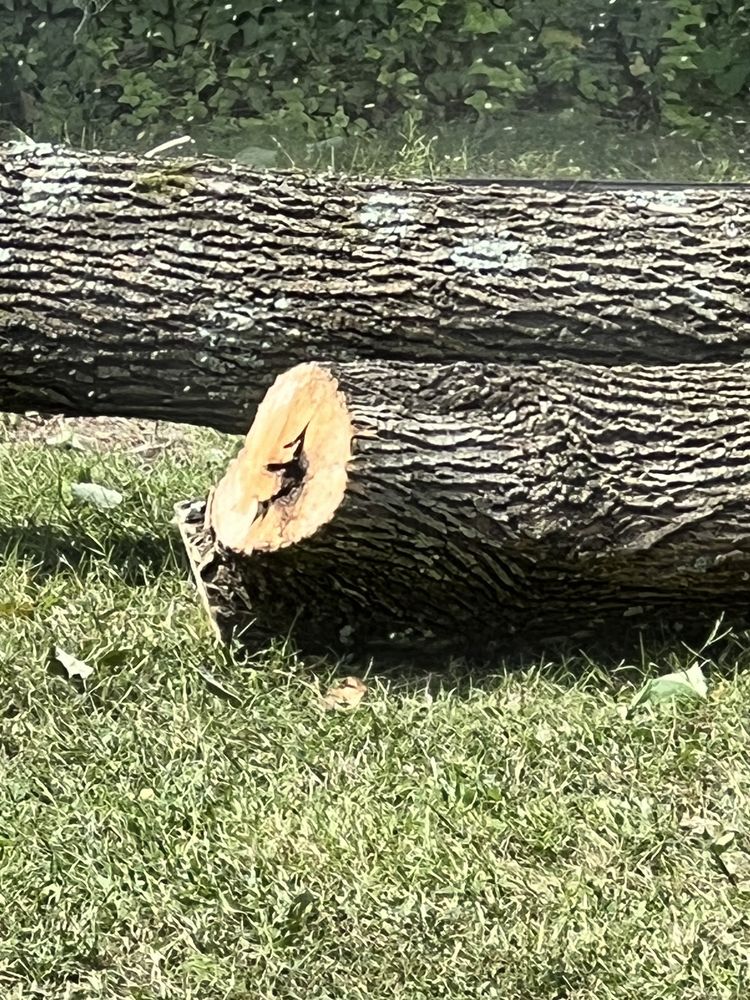 Rlayang Tree service