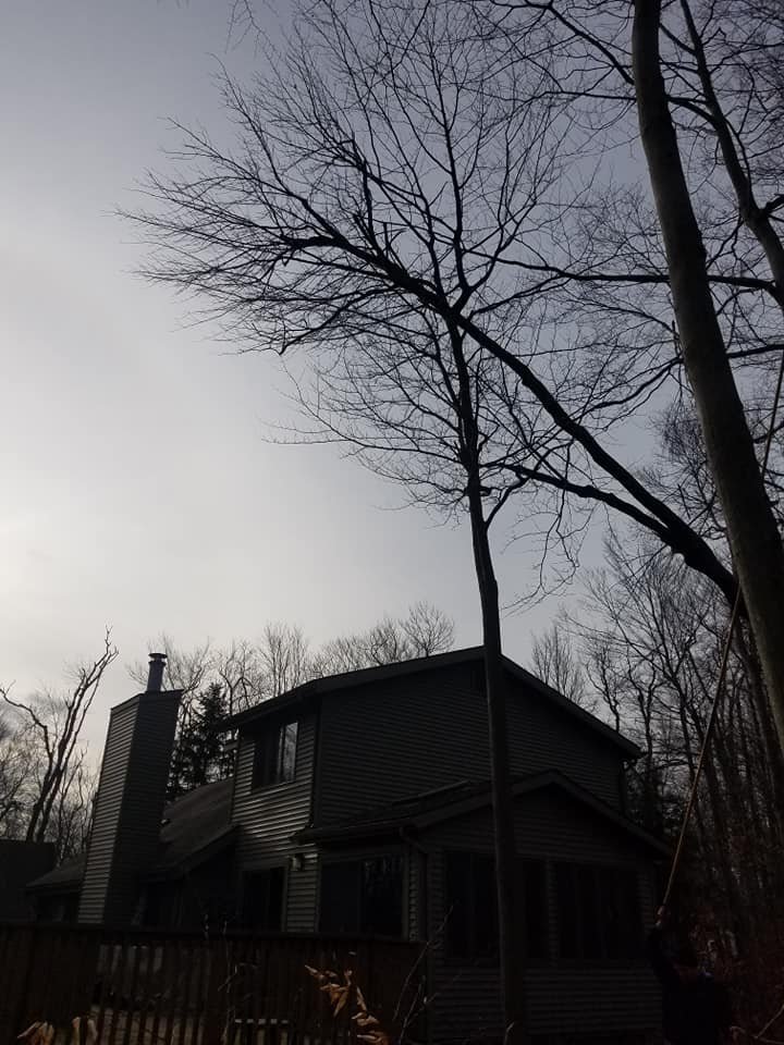Tree Shakers 365