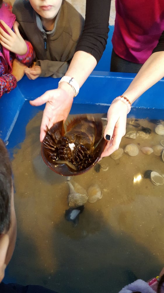Glen Echo Park Aquarium