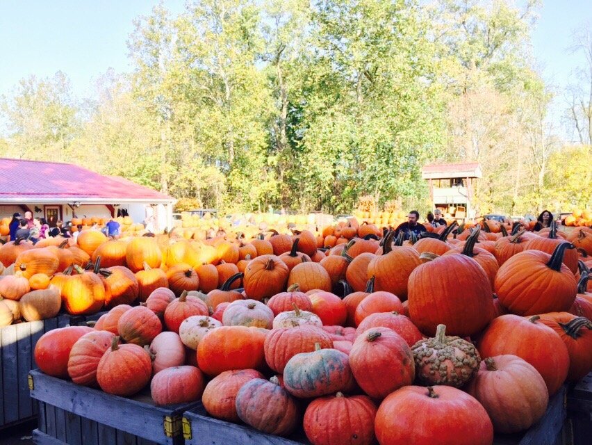 Szalay’s Sweet Corn Farm 77 Photos & 51 Reviews Fruits & Veggies