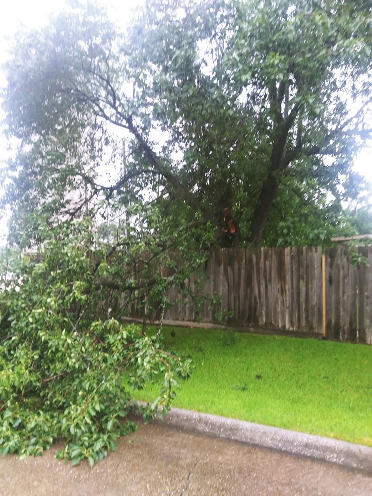 Spiderman Tree Service