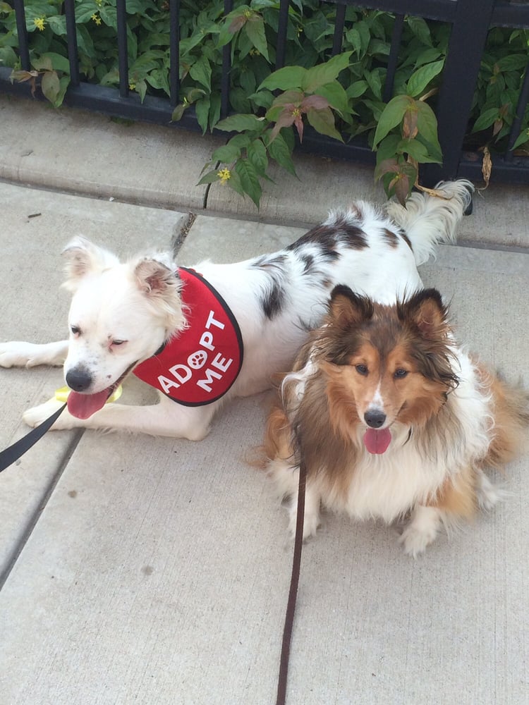 Lakeshore PAWS Pet Adoption 4611 Evans Ave, Valparaiso, IN Phone