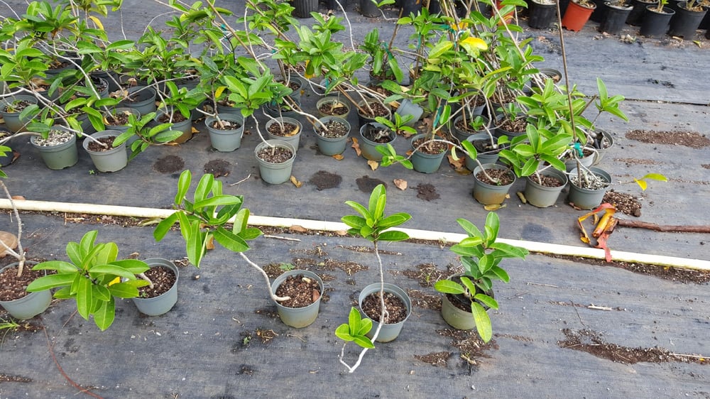 Sharon’s Plants Ltd 15 Reviews Nurseries & Gardening 41614