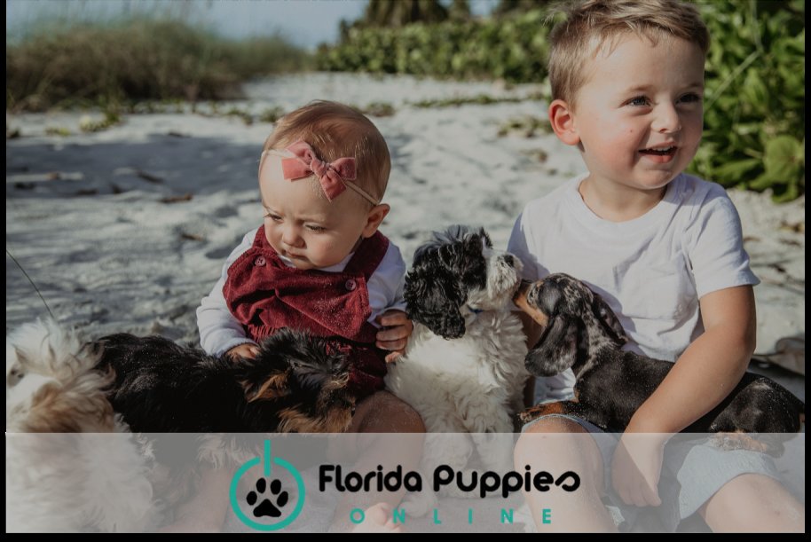 Florida Puppies Online Image