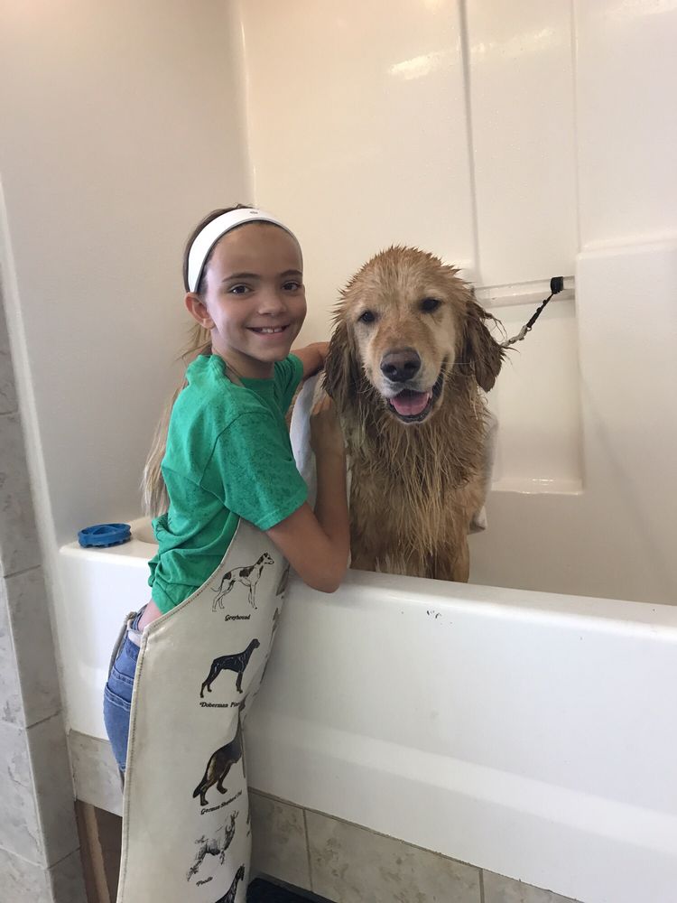 you dirty dog 19 photos 19 reviews pet groomers 44770 san you dirty dog 19 photos 19 reviews pet groomers 44770 san pablo ave palm desert ca phone number yelp
