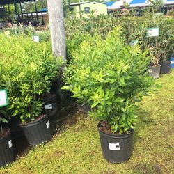 Houston Plants & Garden World - Nurseries & Gardening - 16726 North Fwy