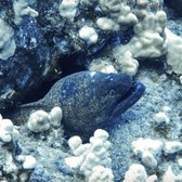 Kona Diving Company >> Kona Diving Company 98 Photos 222 Reviews Diving 74 5615 Kona Diving Company >> Kona Diving Company 98 Photos 222 Reviews Diving 74 5615
