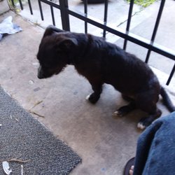 houston shaggy dog rescue houston shaggy dog rescue