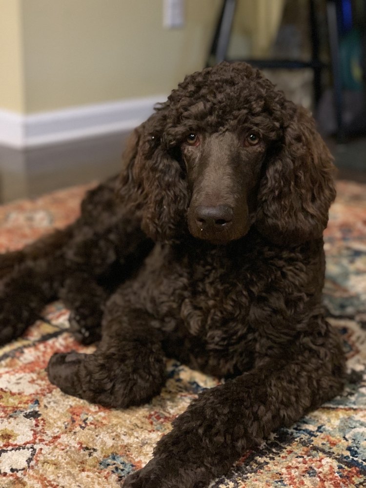 Woof Gang Bakery & Grooming Jacksonville, NC