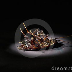 detroit bed bug pest
